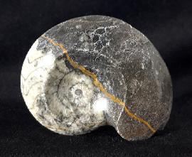 Ammoniten - Sonstige Marokko - Manticoceras sp. HYATT 1884